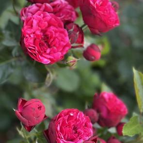 ����: ������� ���������