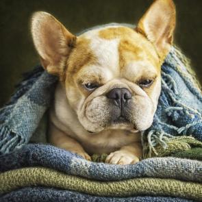 � ���� ����-������������