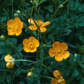 ����: ������ �������