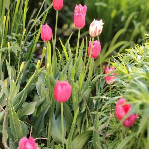 ����: ��������. 