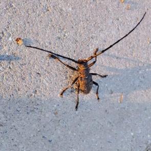 ����: ����.