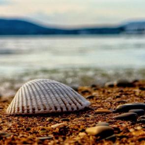 ����: ������� �� ������