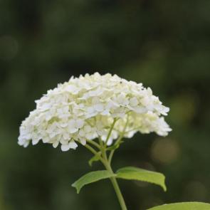 ����: ����