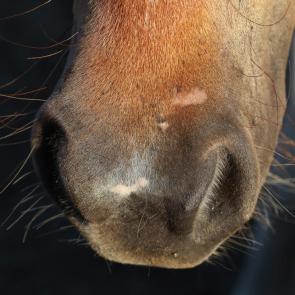 ����: �����