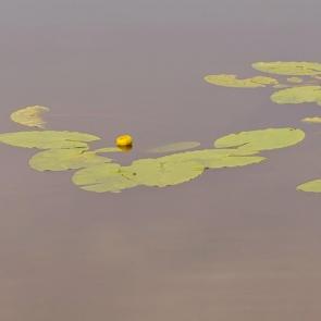 ����: ���� �������