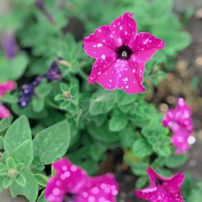 ����: ������ ����