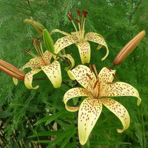 ����: ����� - �������� ����