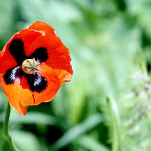 ����: ������� ���