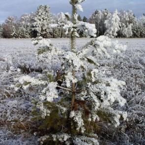 ����: ������