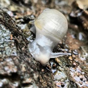 ����: ������