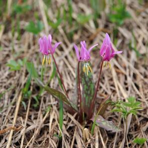 ����: ������ �����...������