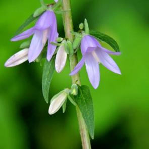 ����: �����������