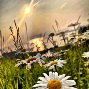 ����: �����