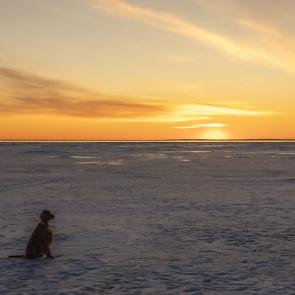 ����: ������������ ������