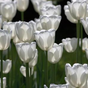 ����: ����� ��������