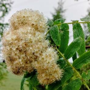 ����: ������