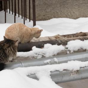 ����: ���������� �������.