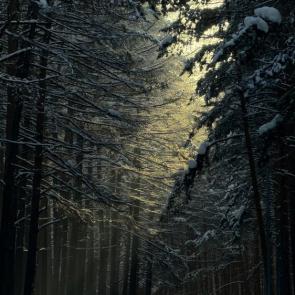 ����: ������ ����