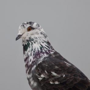 ����: �������