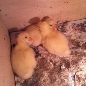 ����: �������