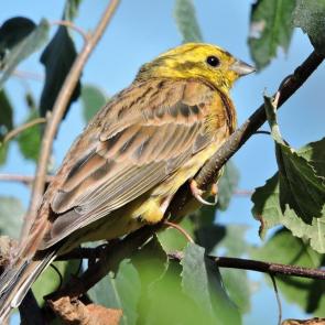 ����: �������