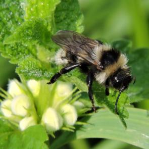 ����: �����