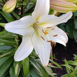 ����: ����� �����