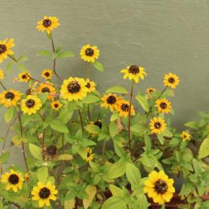 ����: ����������