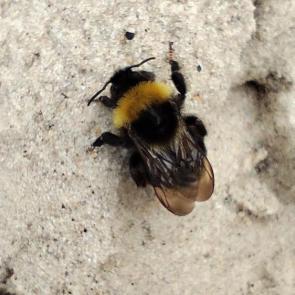 ������� ������ ���������