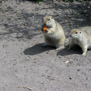 ����: � ���?