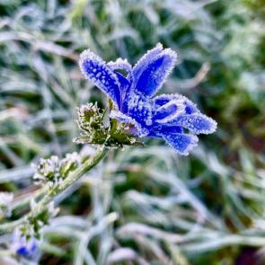 ����: ������ �����