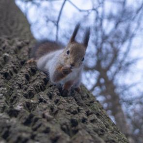 � ���� ��������