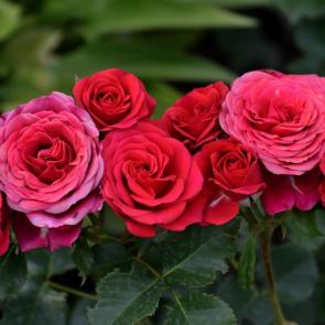 ����� �������� � ������� �����