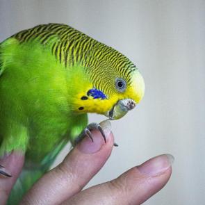 ����: �����, ������� ������