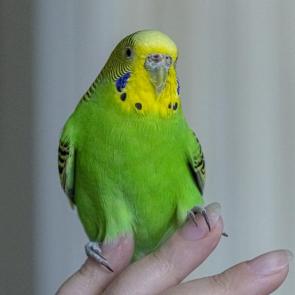 ����: ���������