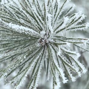 ����: ��������