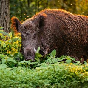 ����: ������� �� �������� ����