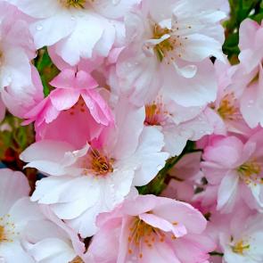 ����: ������ ��� �����