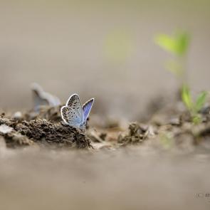 ����: ������� � ���������