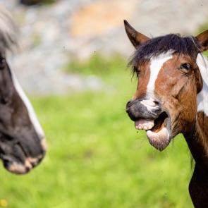 �������� ����