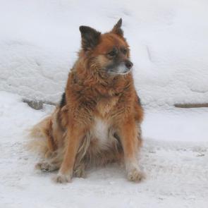 ����: ��������� 