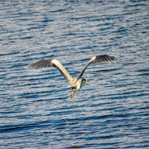 ���� ��������: 