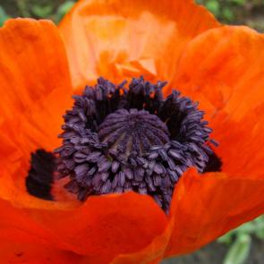 ����: ������ ���