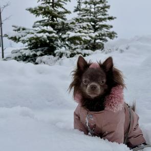 ����: ������� ����