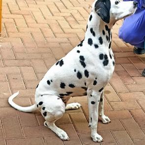 ����: �������