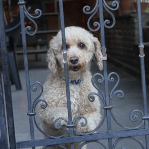 ����: ��������