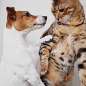 ����: ����� �������!