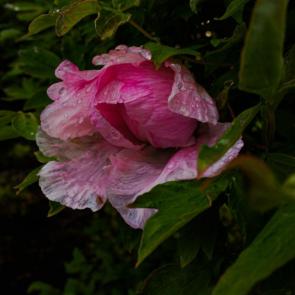 ����: ��� ����� �����