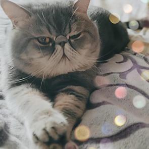 ����: ��� ����