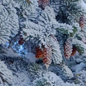 ���� ��������: ������� �������